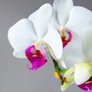 Orchid 4